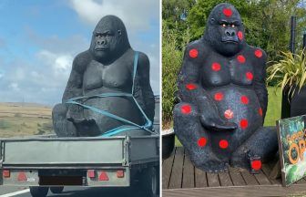 Giant ape statue spotted 300 miles away ‘not Gary the gorilla’ stolen from Reynard Nursery, Carluke