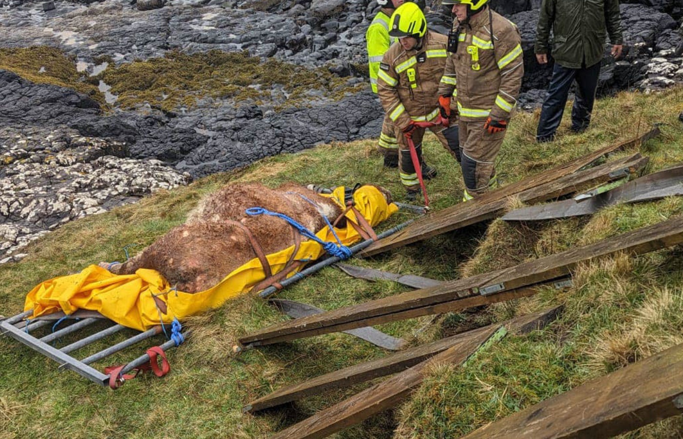The cow was successfully rescued. 