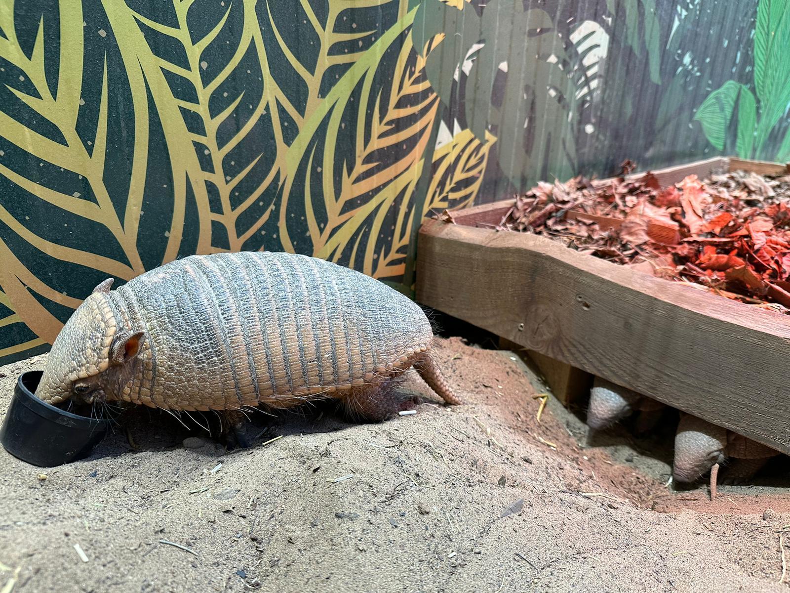 Visitors are likely to see them as they explore their enclosure.