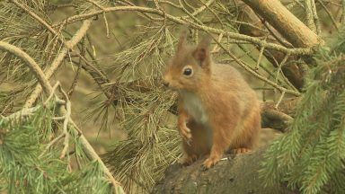 Scottish Wildlife Trust urge Scots to get involved with Great Scottish Squirrel Survey to help native reds