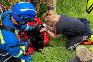 Puppy which fell halfway down 200ft cliff edge in Moray rescued