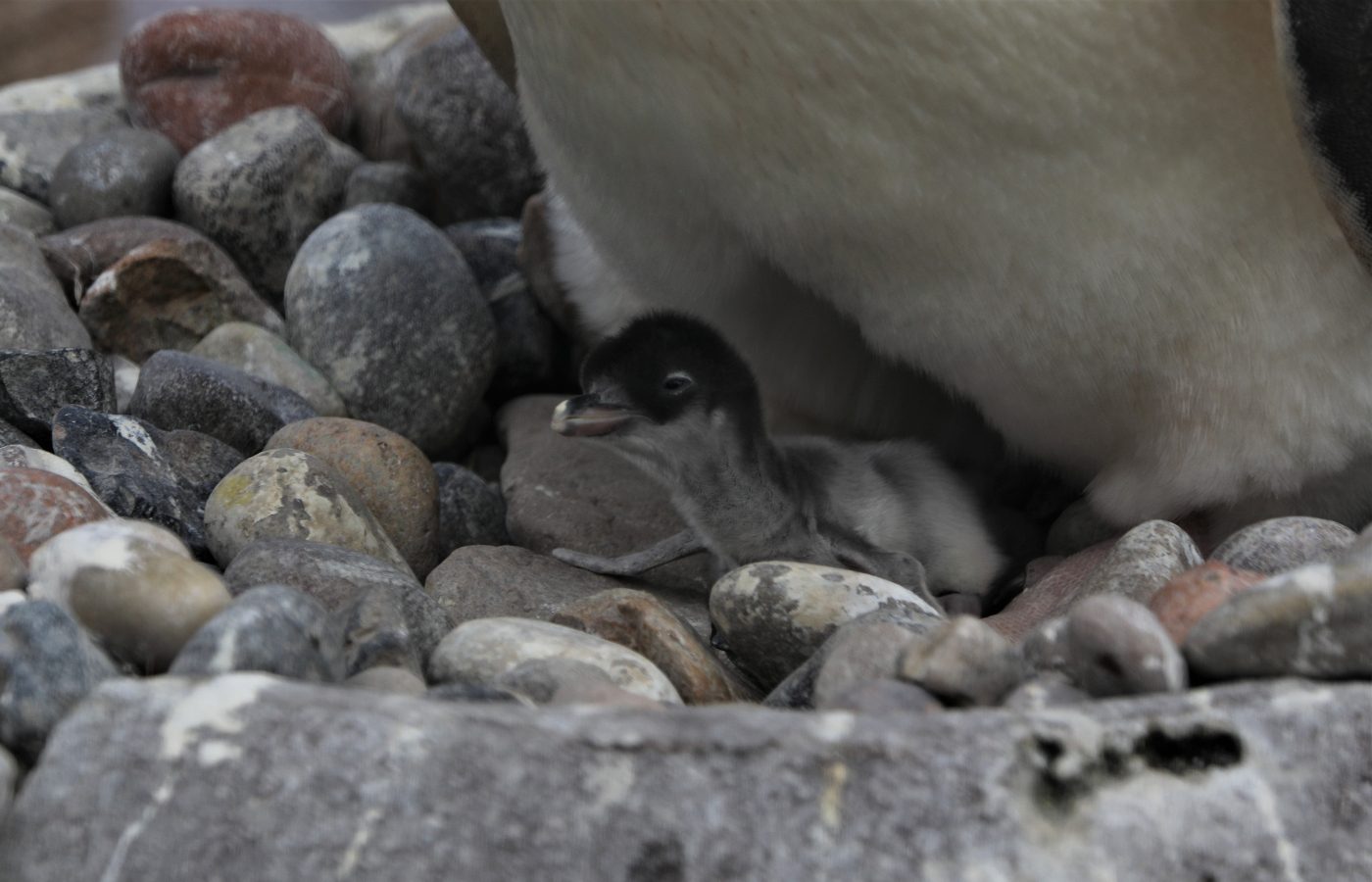 Four chicks have emerged so far and keepers at the zoo hope more will follow in the coming weeks.