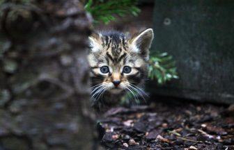 Critically endangered Scottish wildcat kittens born at Highland Wildlife Park in Cairngorms