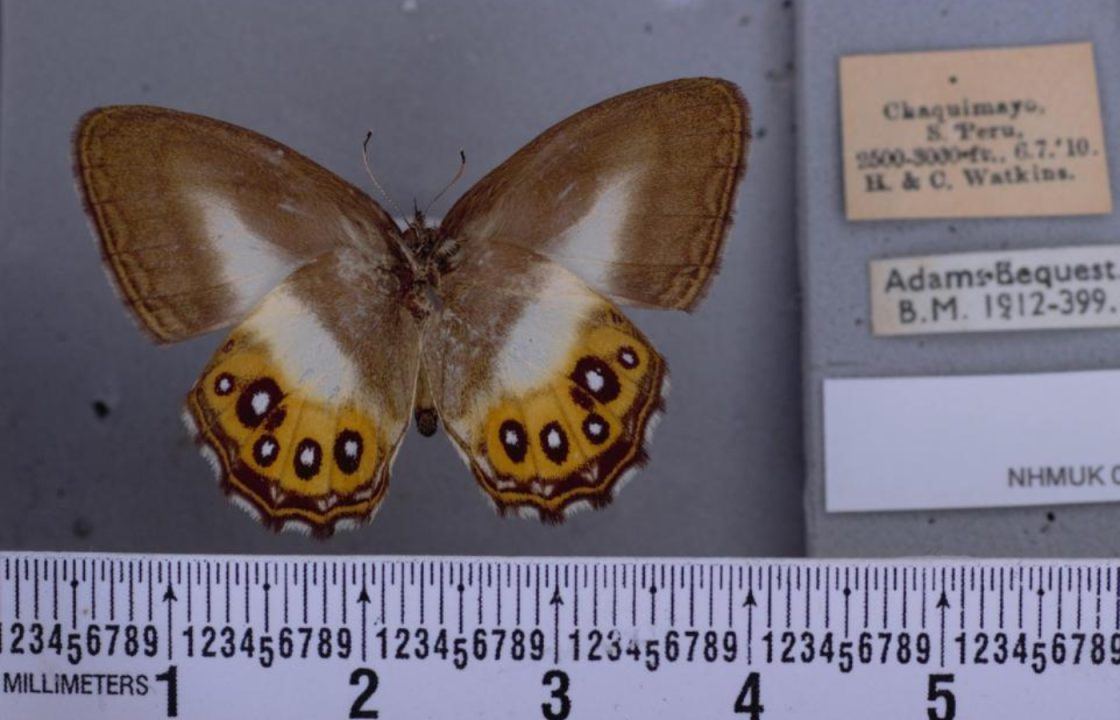 Newly categorised species of butterflies named after Lord of the Rings villain