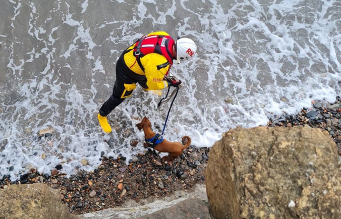 The dog was left stranded by the tide. 