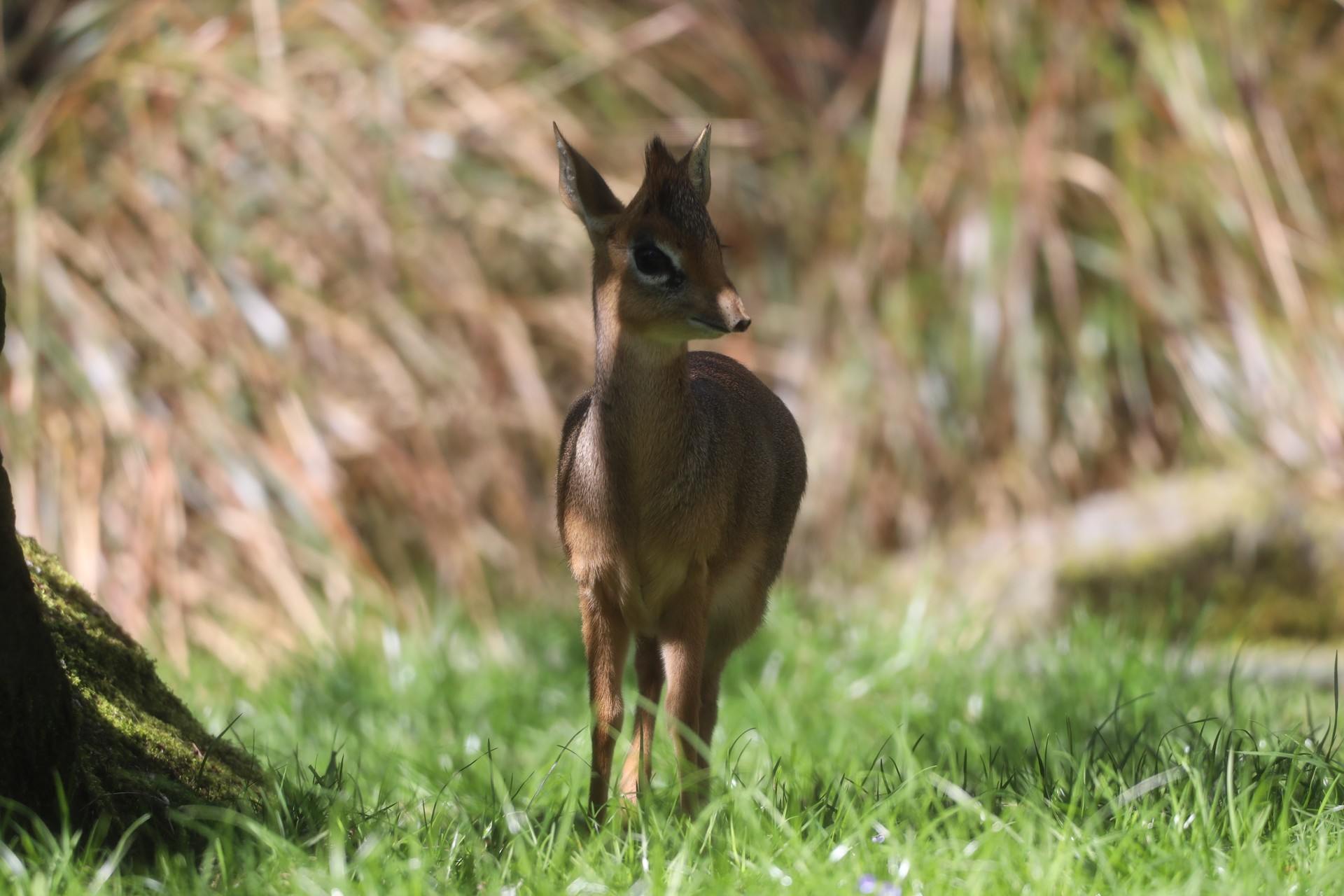Kirk's dik-diks are one of the smallest species of antelope in the world.
