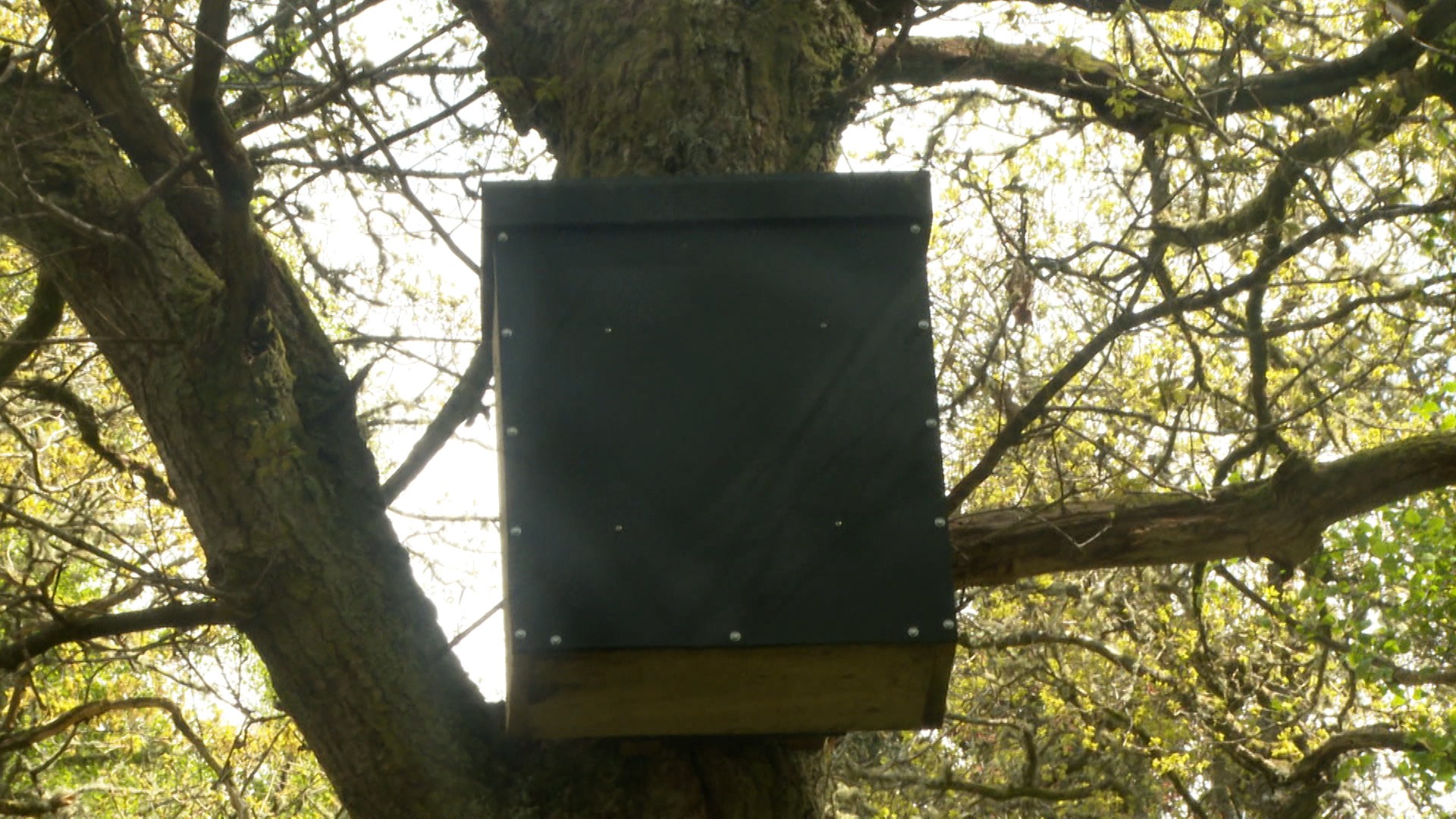 The nest boxes were installed to encourage the species to breed