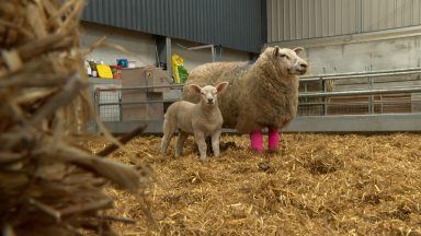 Ewe savaged by dog as sheep farmer issues plea to pet owners