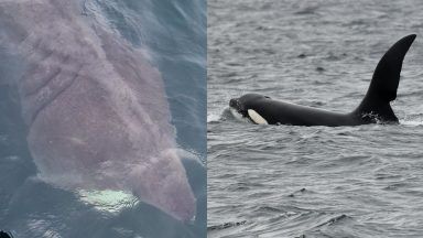 Incredible moment wildlife guide and partner spot basking shark and orcas in one day