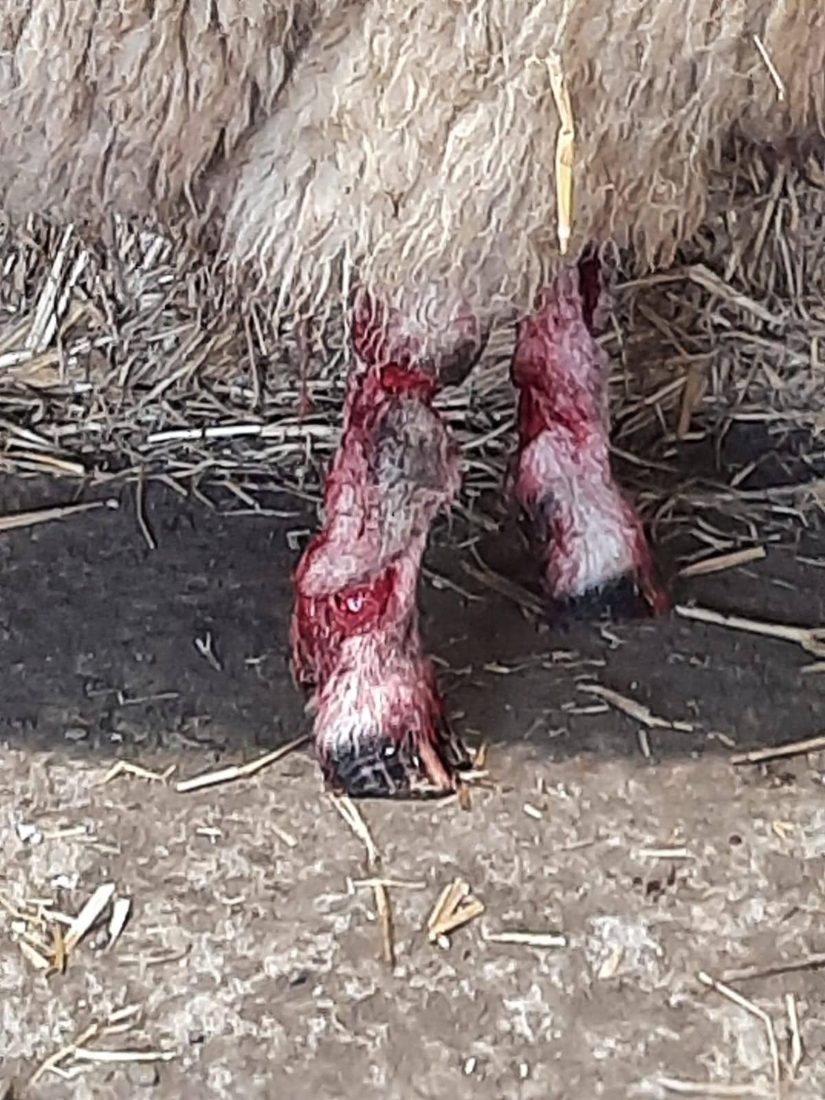 Pictures show 'horrific' injuries after ewe attacked by dog