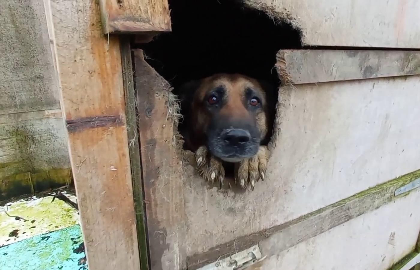 Are Dogs Or Cats Dirtier