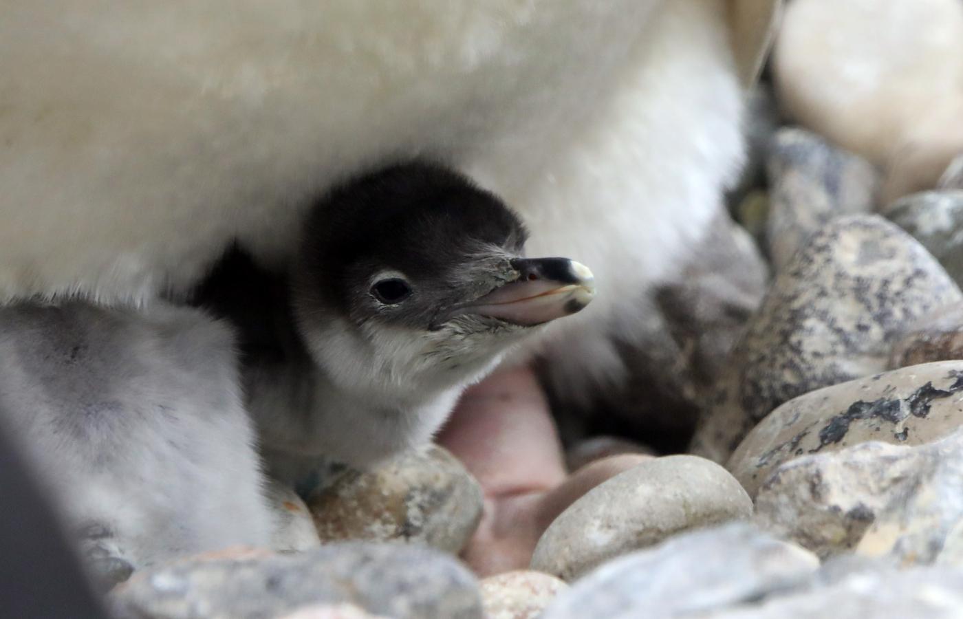 The zoo also look out for foster parents for newborn chicks each year.