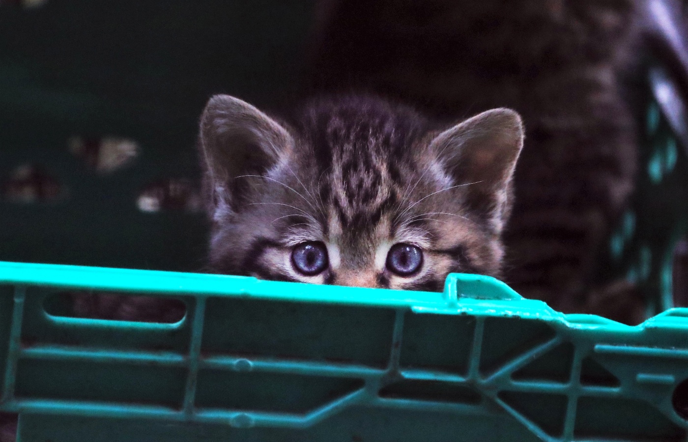 Scottish wildcats have become increasingly threatened by interbreeding with domestic cats