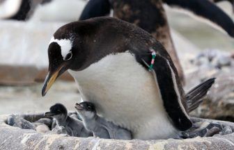 Watch video of Edinburgh Zoo’s first gentoo penguin chicks of breeding season after they hatch