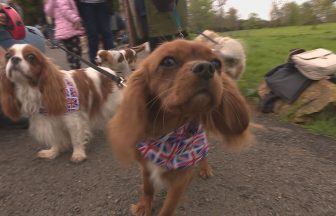 Cavalier King Charles spaniels gather in Glasgow’s King’s Park ahead of coronation