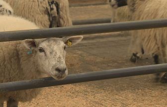 Livestock auction house in Forfar faces closure after Lawrie and Symington put business up for sale