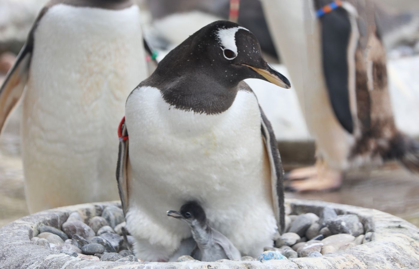 Mittens along with a newborn chick at Edinburgh Zoo.