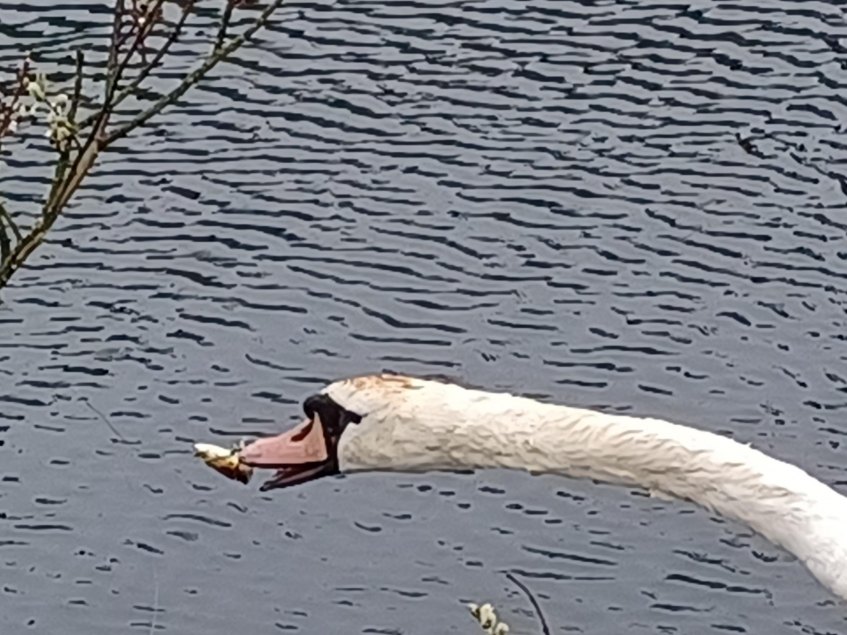 A swan had to be rescued at Pumpherston Golf Club