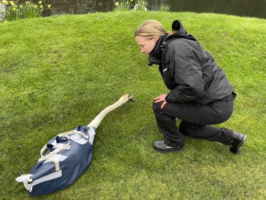 A swan had to be rescued at Pumpherston Golf Club