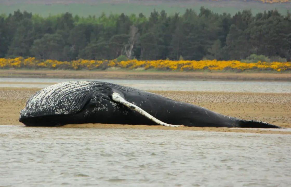 Body of dead whale discovered on sand bank after washing up on Loch Fleet, Sutherland