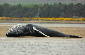 Body of dead whale discovered on sand bank after washing up on Loch Fleet, Sutherland