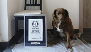 World’s oldest dog celebrates 31st birthday in Portugal, according to Guinness World Records