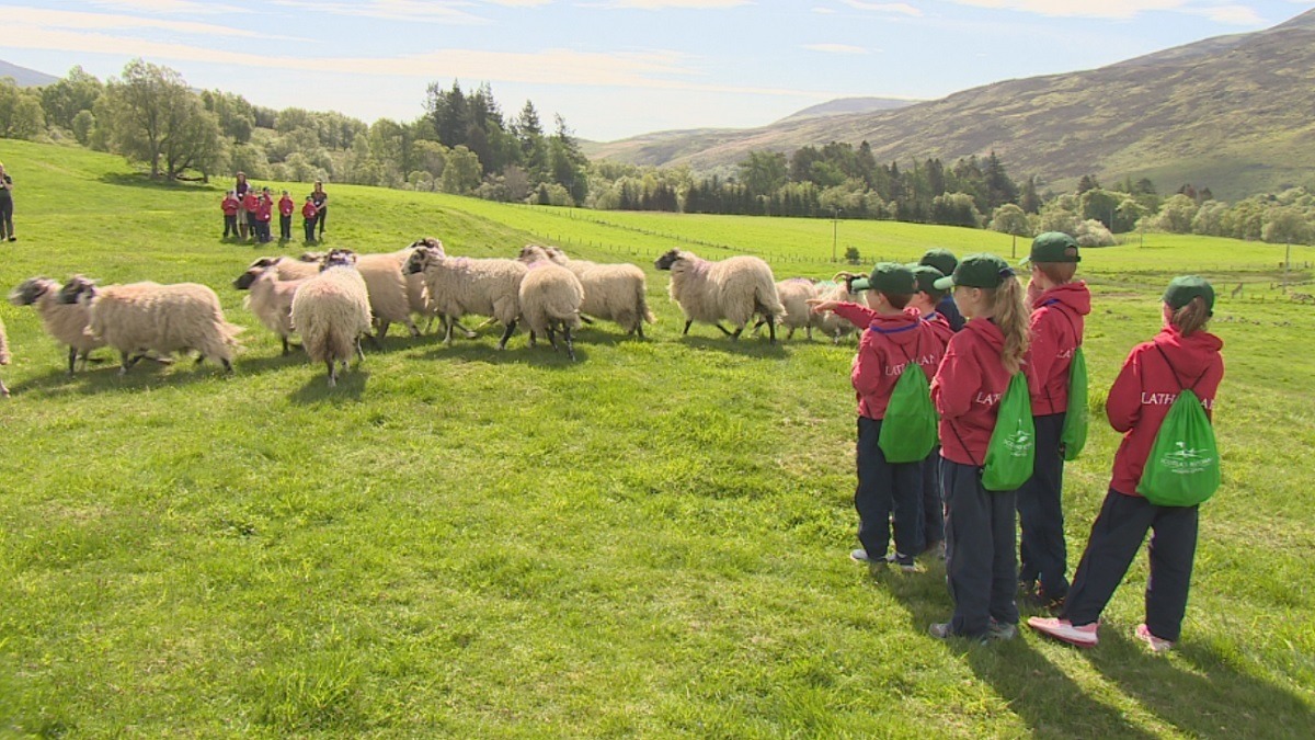 Children watch sheep being herded