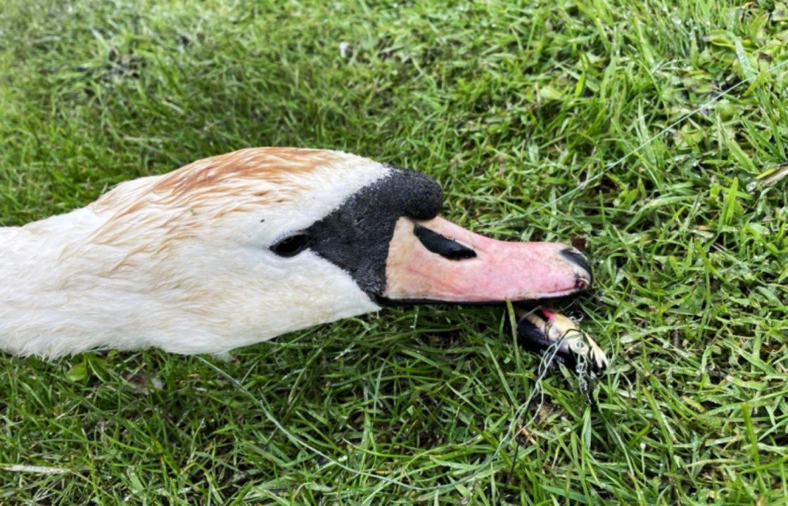 Swan left with hook through beak rescued after becoming stuck to tree in Livingston