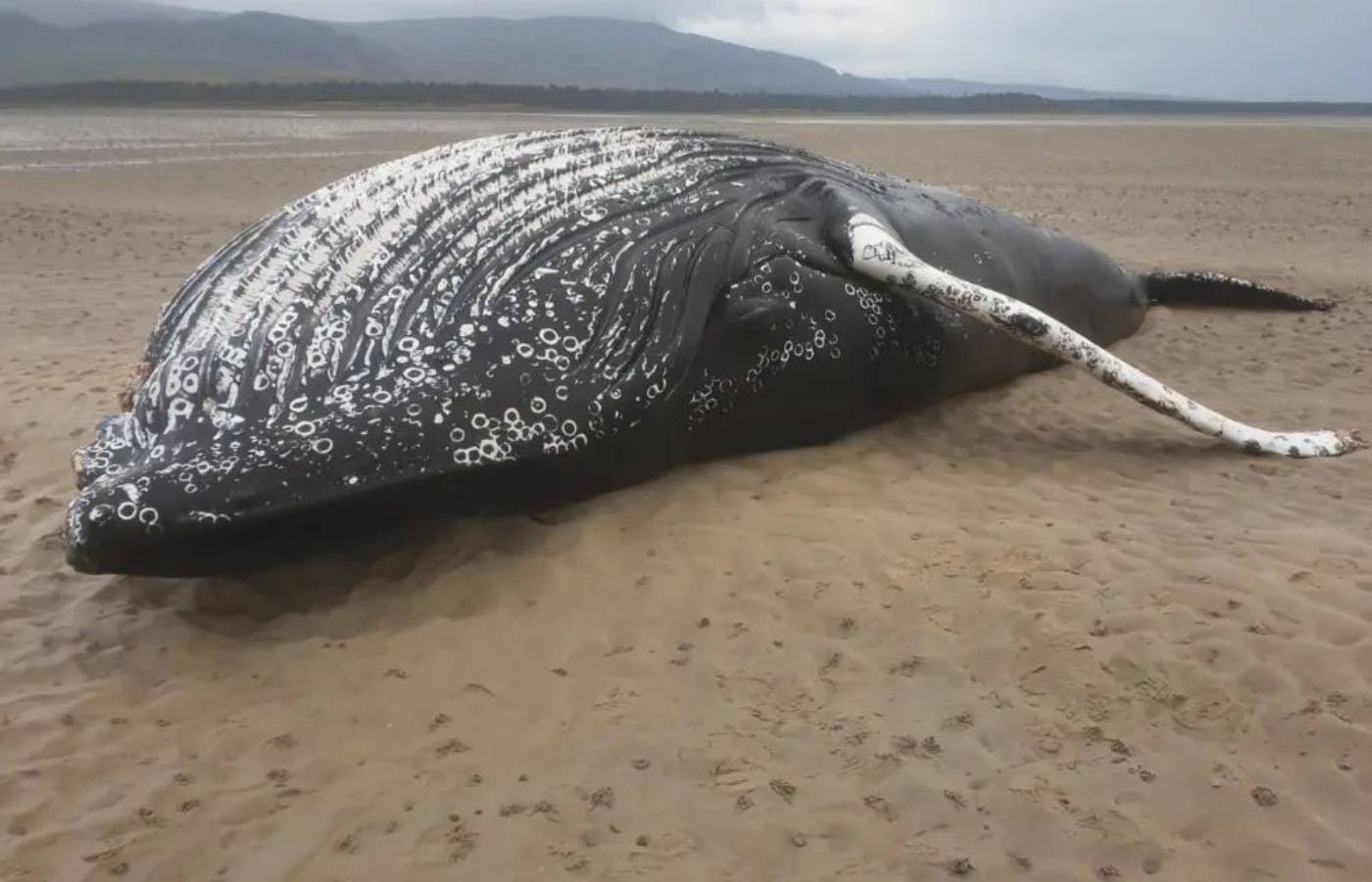 The whale was discovered on Thursday. (Image: Highland Croft/@highland_croft via Supplied)
