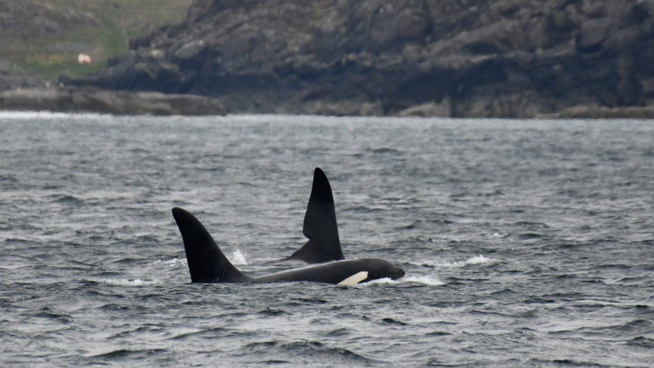 Hannah captured an incredible picture of the two orcas.