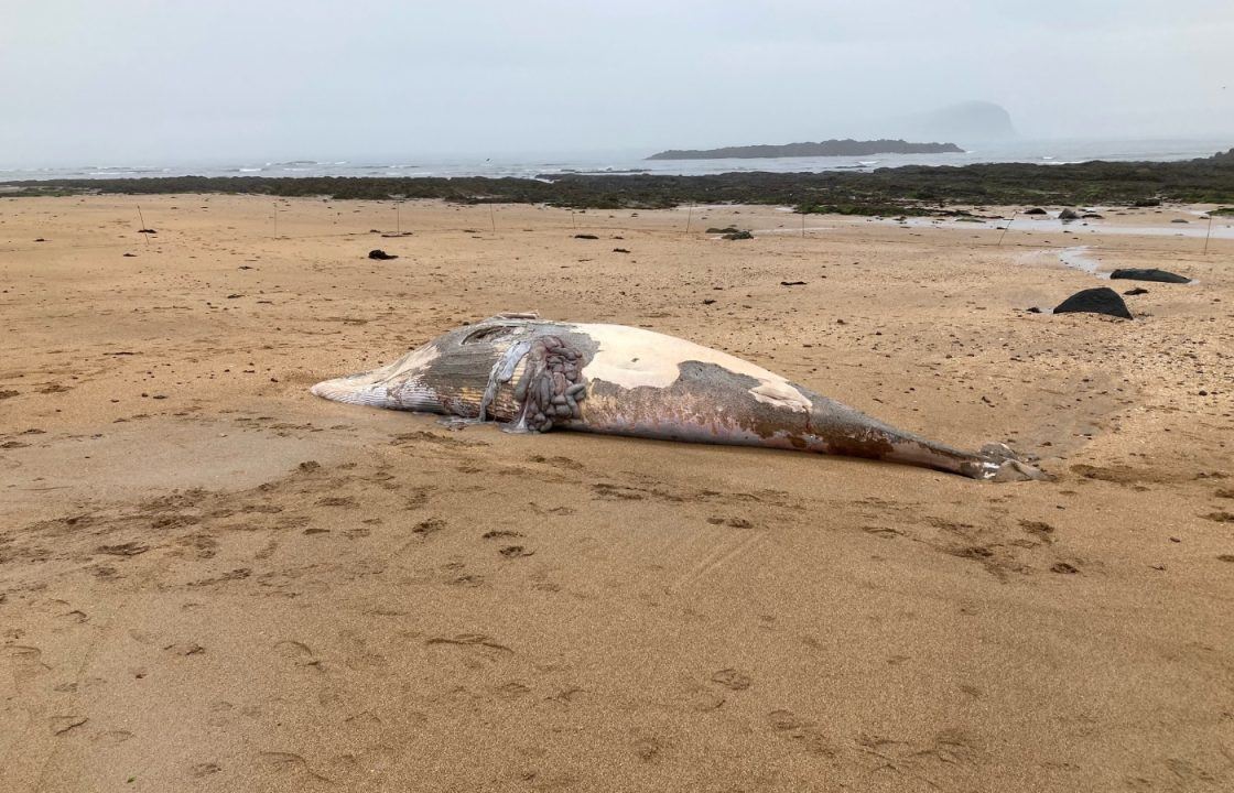 Dead minke whale washes ashore on North Berwick beach as people urged to keep distance