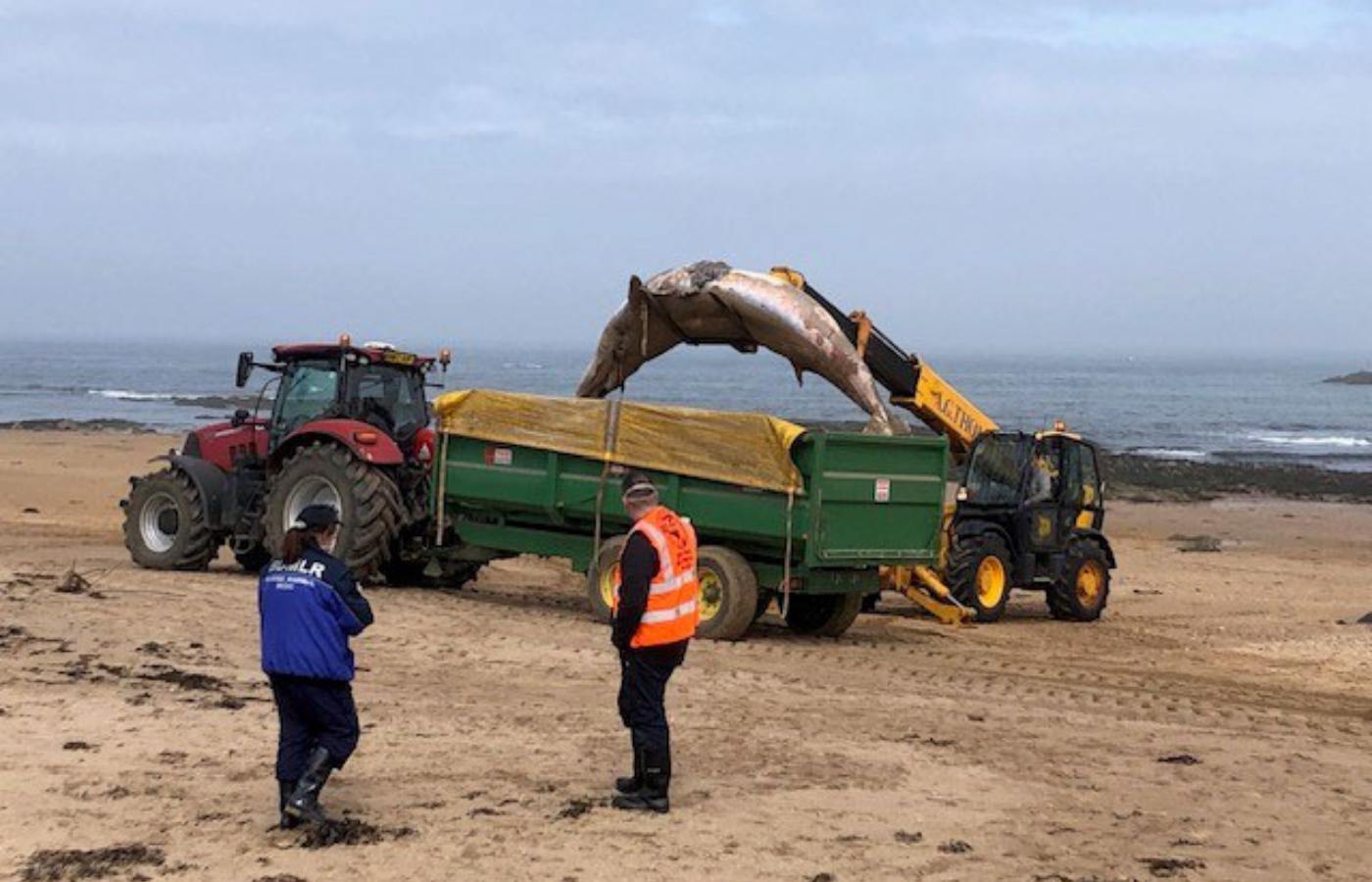 The whale was removed safely later the same morning.