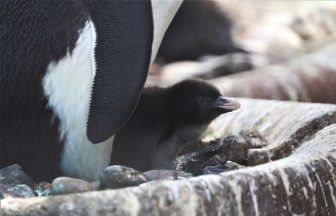 Endangered northern rockhopper penguin chick hatched at Edinburgh Zoo