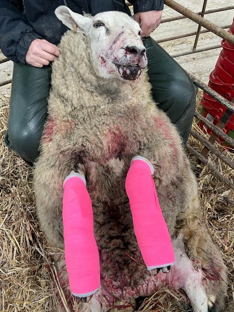 The ewe was bitten in the face and legs