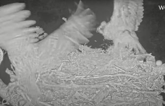 Livestream catches moment tawny owl attacks osprey nest and breaks egg at Loch Arkaig Pine Forest, Lochaber