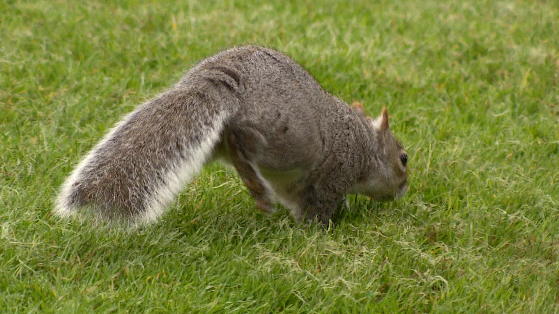 Grey squirrels are less aware of pine martens as a predator