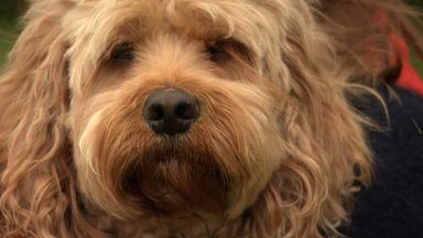 Cavapoo dog digs out of hole in Aberdeen’s Seaton Park after being trapped underground for three days