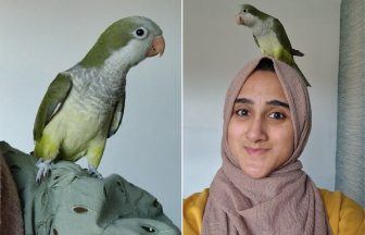 Glasgow woman’s desperate plea for return of beloved missing parrot