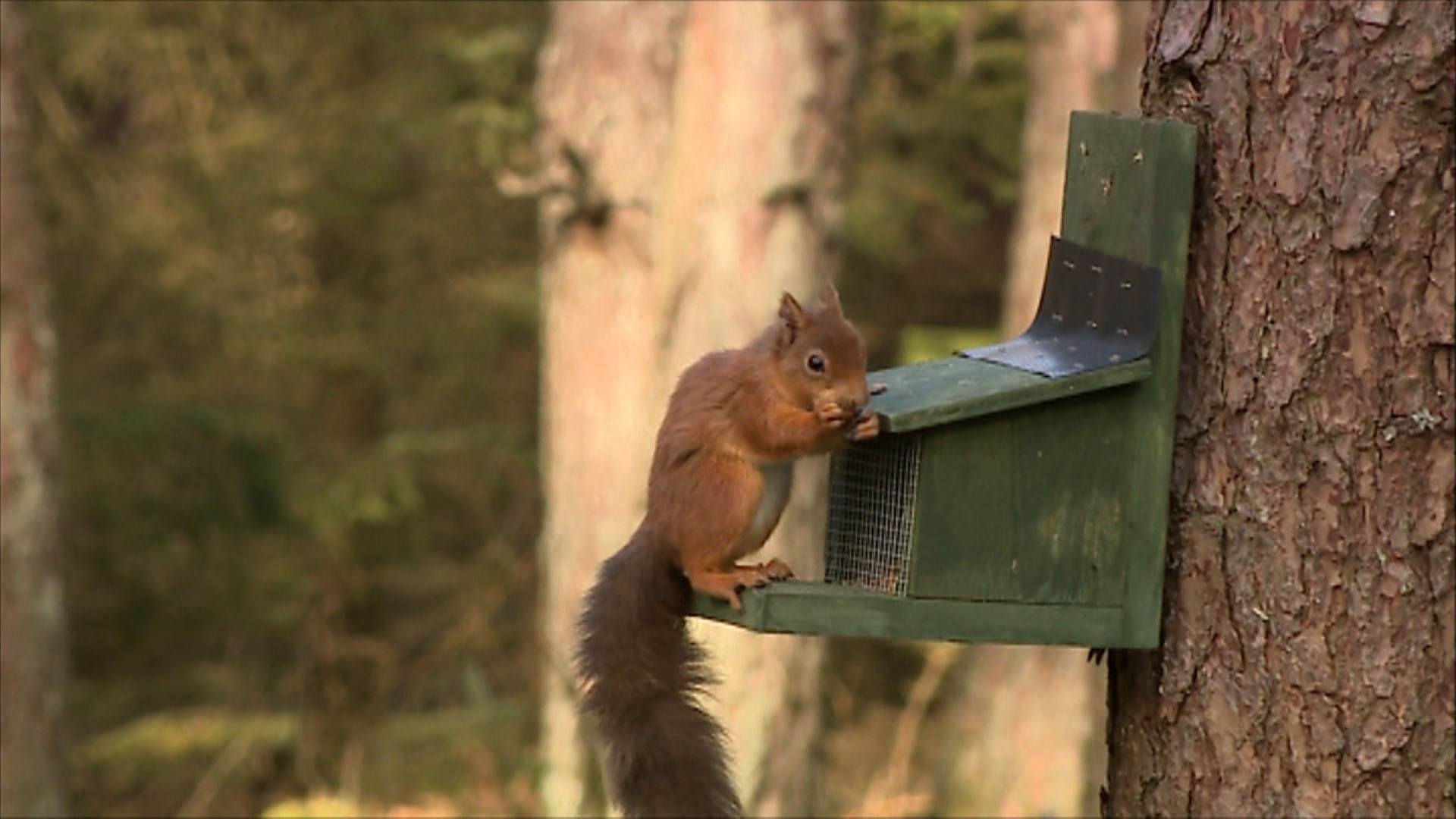 Red squirrels are able to largely avoid the danger posed by pine martens