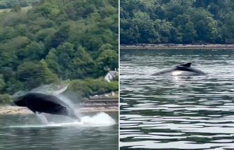 Humpback whale spotted leaping out of River Clyde near Dunoon in rare footage