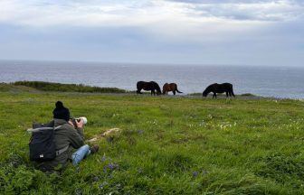 Photographer on mission to find free-roaming horses and ponies in the Hebrides, Orkney and Shetland