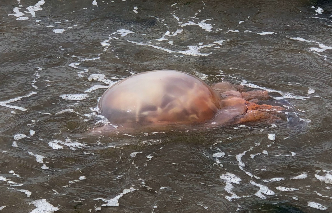 The Barrel Jellyfish. 