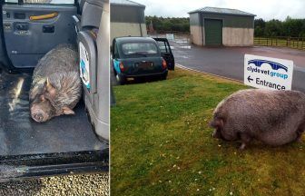 Pig chauffeur: Irvine man who bought 125lb ‘micro pig’ now ferries him in taxi