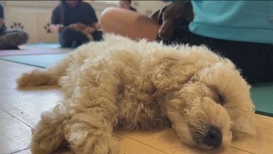 Scotland’s first puppy yoga coming to Glasgow after success