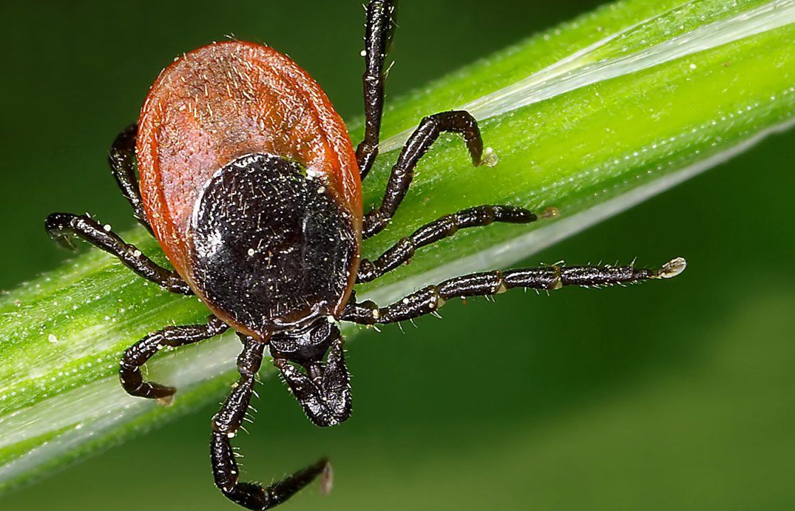 Ticks: Signs you’ve been bitten and how to avoid the tiny bugs which can spread Lyme disease and encephalitis