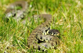 Facebook debate sparked after man seen taking pet snakes to sunbathe at Barshaw Park, Paisley