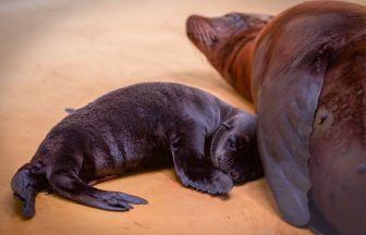 First California sea lion pup born in Scotland at Blair Drummond Safari Park after more than 20 years