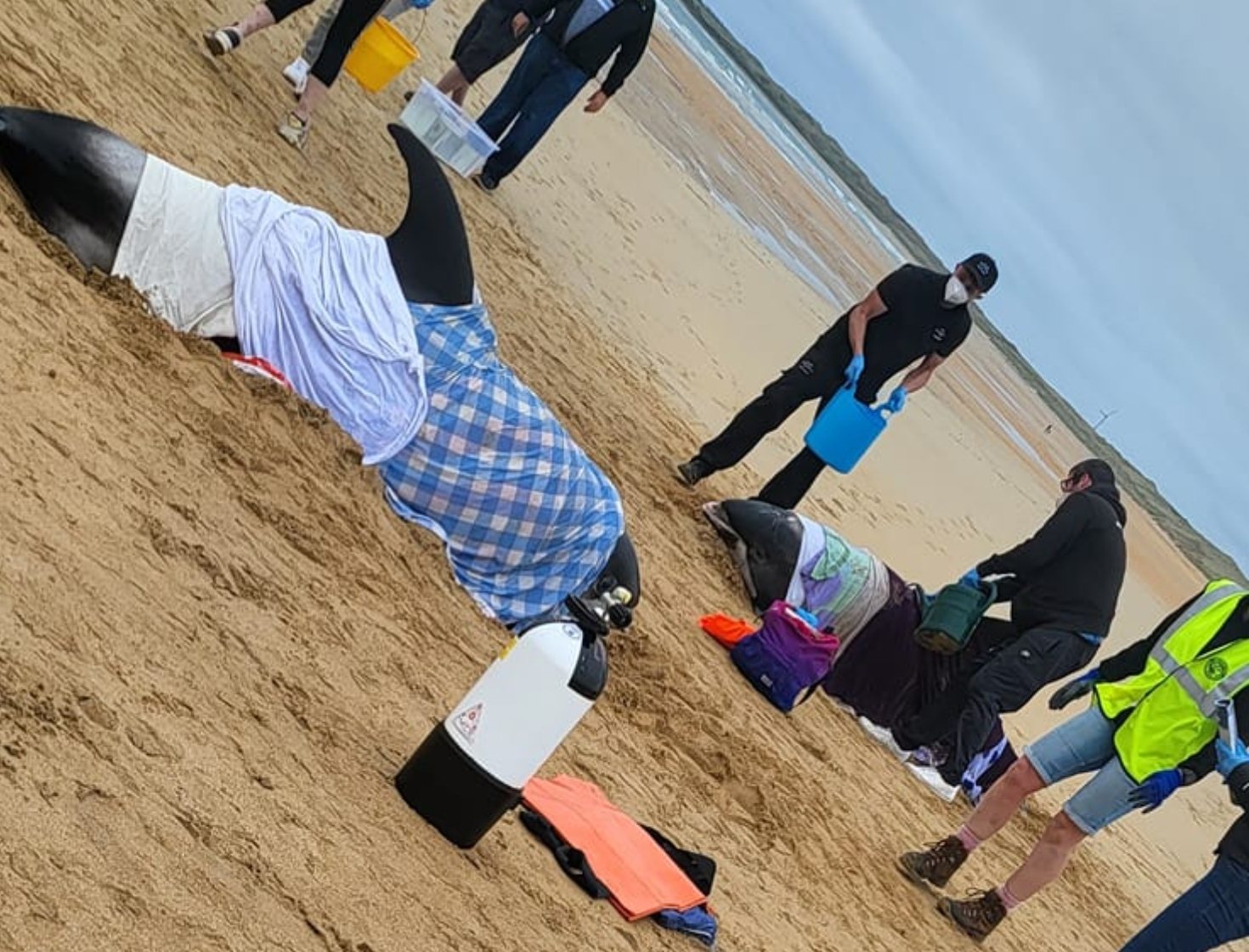 Images from scene showed the dolphins draped in wet blankets in order to prevent them from drying out.