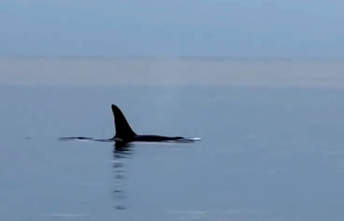 A marine guide captured the moment a killer whale leapt into the air off the coast of Mull.