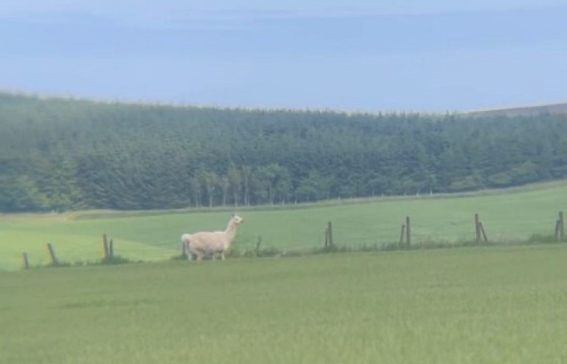 Appeal to trace owner of lonely llama found ‘running around’ field in Aberdeenshire